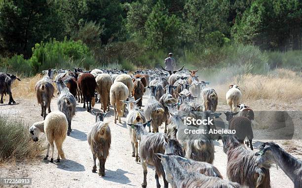 Foto de Goatherd Na Região Do Douro Portugal e mais fotos de stock de Pastor de Cabras - Pastor de Cabras, Adulto, Arrebanhar