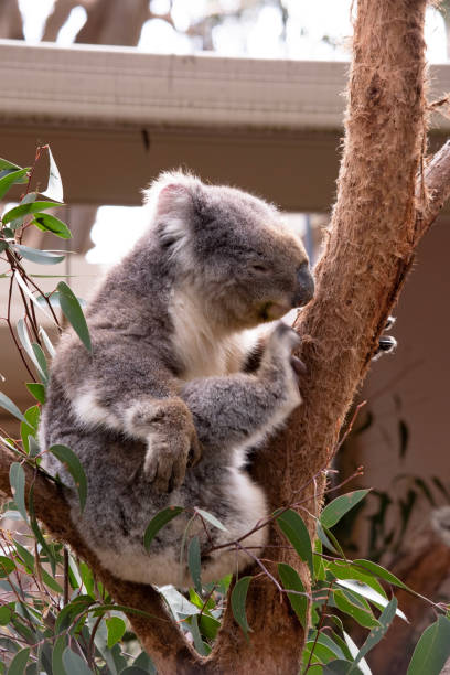 istock The koala is in the fork of a tree 1723689175
