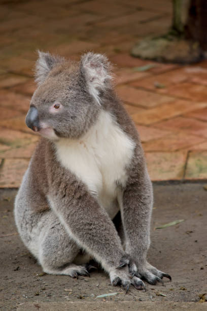 istock the koala is sitting on the ground 1723689739