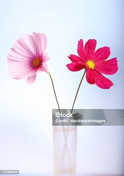 Flores - Fotografias de stock e mais imagens de Flor - Flor, Flor Cosmos, Focagem