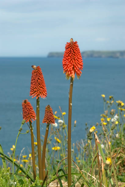 porto de isaac - cornwall england uk england port isaac imagens e fotografias de stock