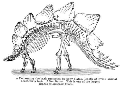 Engraving from of the skeleton of what looks like a Stegosaurus, with vintage caption included.