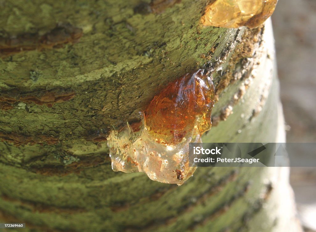 Tree Sap Exploding Leaking Sap On A Cherry Blossom Tree Stock Photo - Download Image Now ...