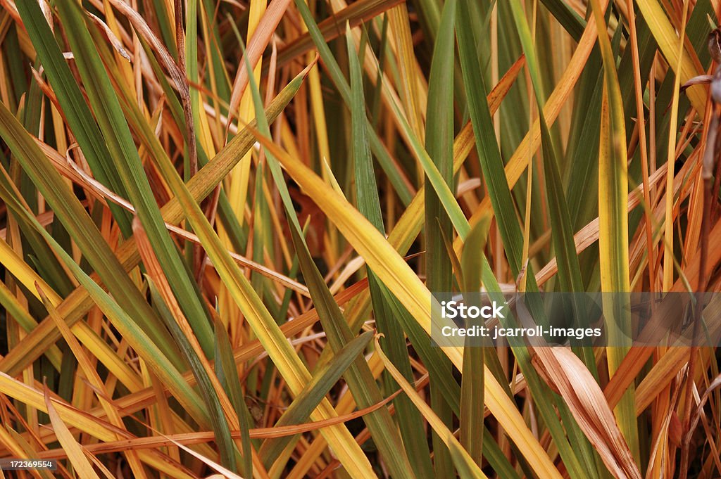 Primer plano de hierba multicolor - Foto de stock de Amarillo - Color libre de derechos