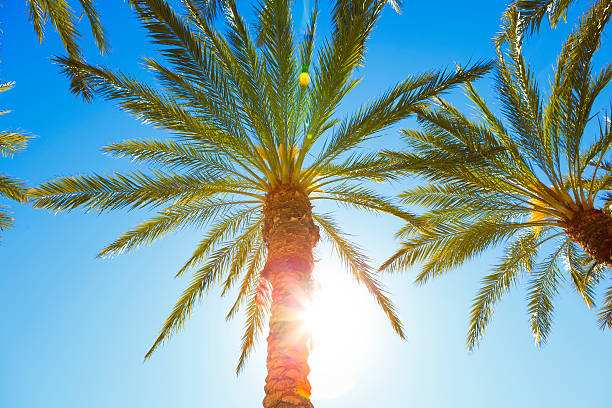 istock Sunbeam coming through palm tree leaves 172369561