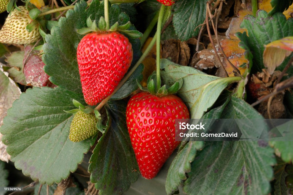 Zbliżenie dojrzewania Strawberies na winorośli - Zbiór zdjęć royalty-free (Truskawkowe pole)