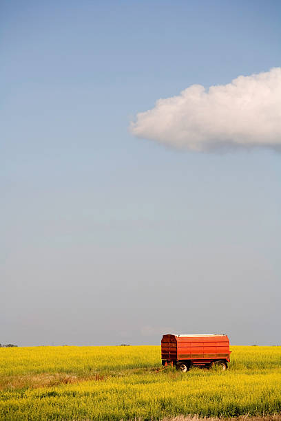 amarillo canola cultivo con camión en el campo de flor roja - saskatoon saskatchewan prairie field fotografías e imágenes de stock