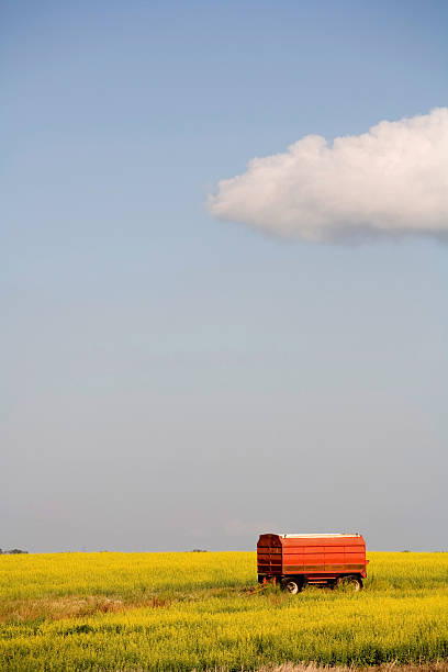 giallo canola raccolto con camion rosso fiore di campo - saskatoon saskatchewan prairie field foto e immagini stock
