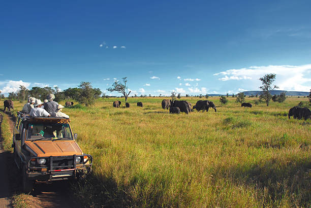 safari spettatori guardare gli elefanti nella pianura del serengeti, tanzania - parco nazionale del serengeti foto e immagini stock