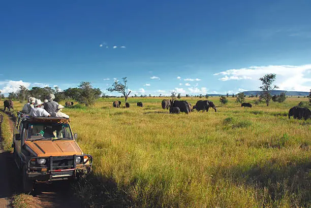 Photo of Safari Goers Watching Elephants on the Serengeti Plain, Tanzania