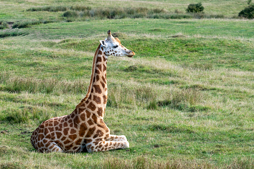 Young giraffe sitting and resting in natural surroundings