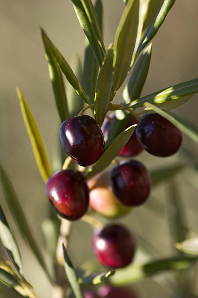 Black Olives stock photo