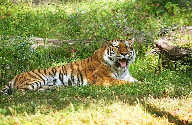 tigre descansar à sombra - international wildlife conservation park imagens e fotografias de stock