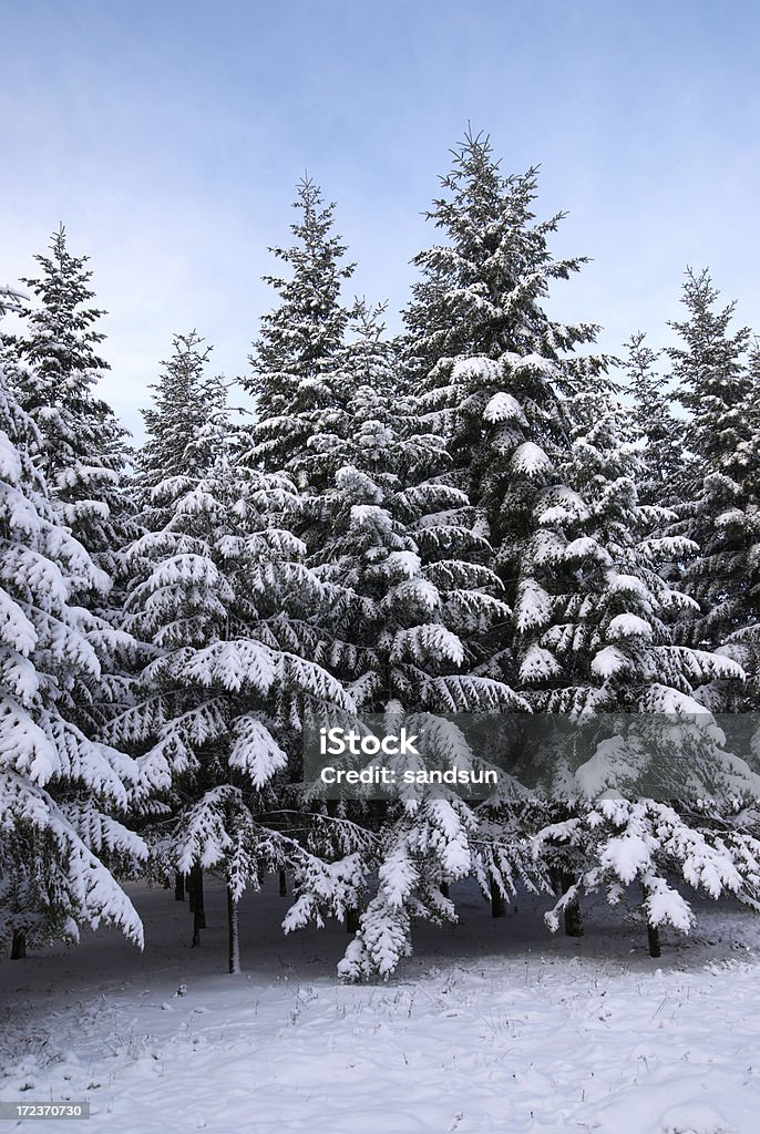 snowly os abetos - Royalty-free Abeto Foto de stock