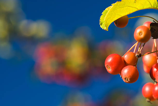 Image of crabapple (Malus) tree and their fruits in the autumn. 