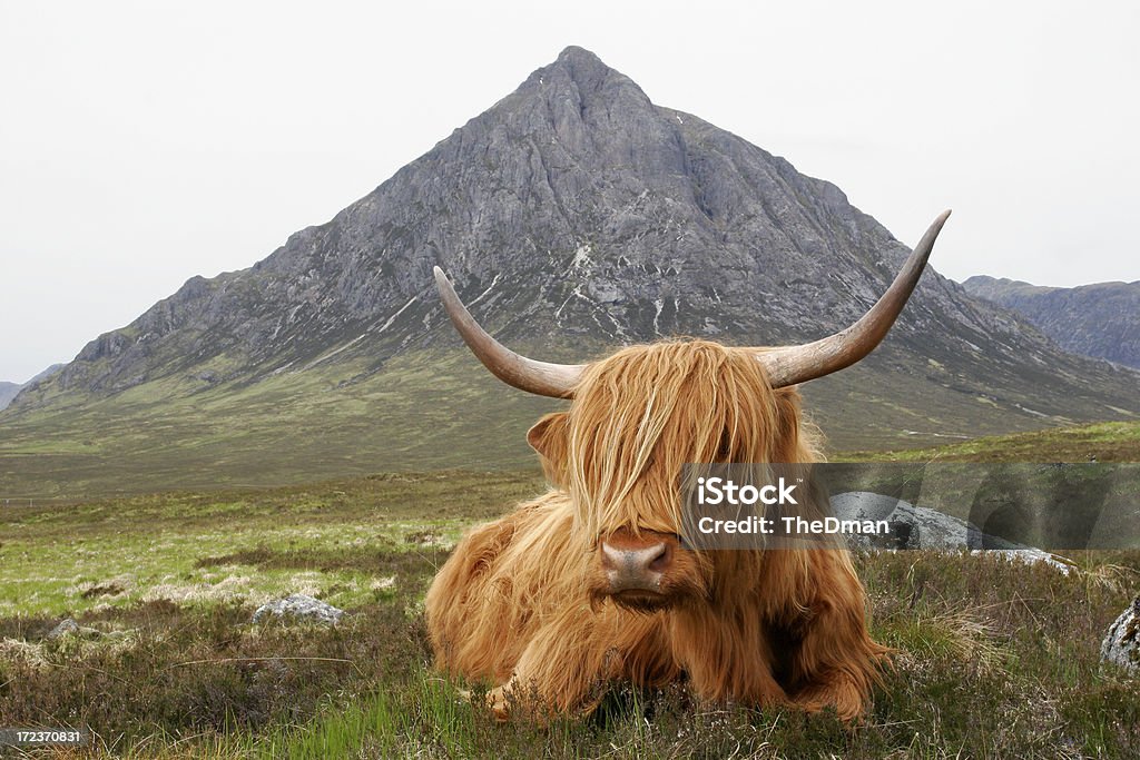 Cita de Escocia - Foto de stock de Escocia libre de derechos