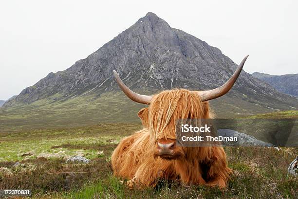 Cita De Escocia Foto de stock y más banco de imágenes de Escocia - Escocia, Concept Does Not Exist, Vacuno de montaña