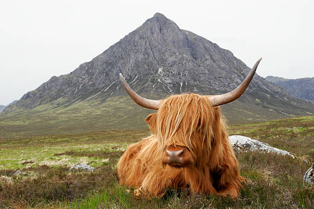 Quintessential Scotland "A higland cow rests in front of the Buachaille Etive MAr near Glencoe, Scotland.See my Scotland lightbox:" buachaille etive beag photos stock pictures, royalty-free photos & images