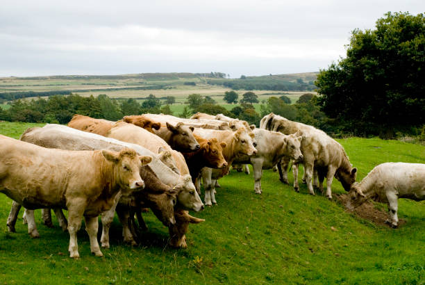 mucche al pascolo - farm florida cattle travel locations foto e immagini stock