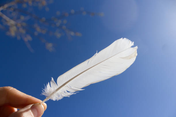 istock Light weight of white feather 1723708803
