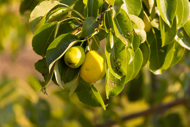 istock Branch of ripe pear 1723708862