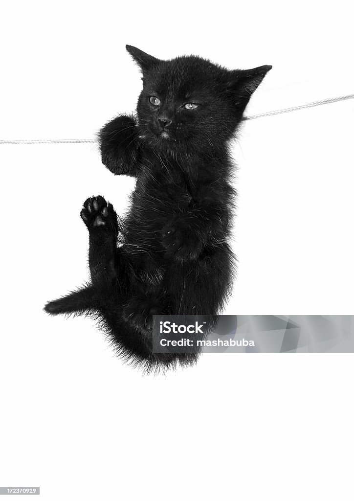 Kitten-acrobat kitten Acrobat Stock Photo