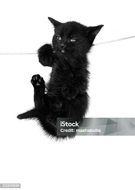 Kittenacrobat Stock Photo - Download Image Now - Acrobat, Animal, Black Color