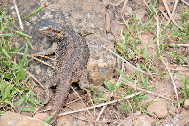 istock the bearded dragon is a lizard found in Australia 1723709948