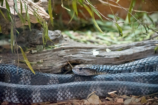 the tiger snake can kill people with its venom