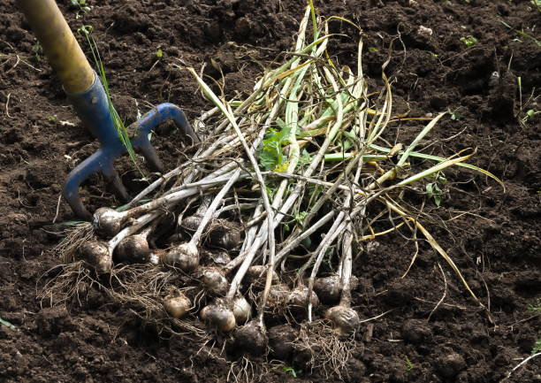 istock Bunch of Ripe Harvested Garlic Outdoors on Field 1723712493