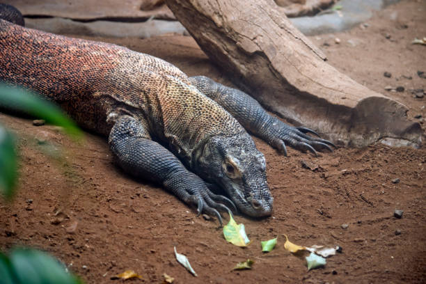 istock this is a close up of a komodo dragon 1723712644