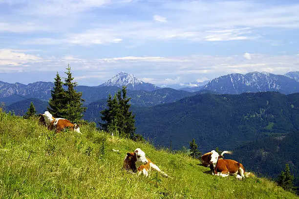 "Cows in the mountains ,Brauneck,Lenggries,Oberbayern,GErmany."