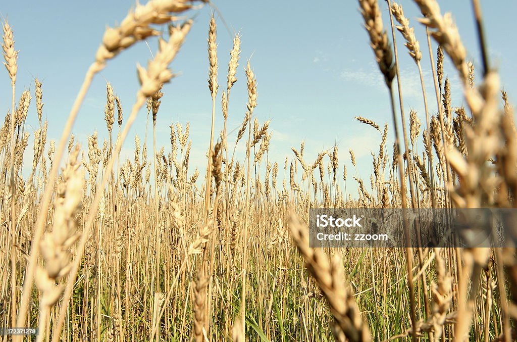 Trigo campo. - Royalty-free Agricultura Foto de stock