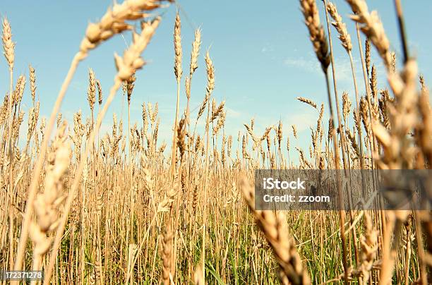 Trigo Campo - Fotografias de stock e mais imagens de Agricultura - Agricultura, Alimentação Saudável, Ao Ar Livre