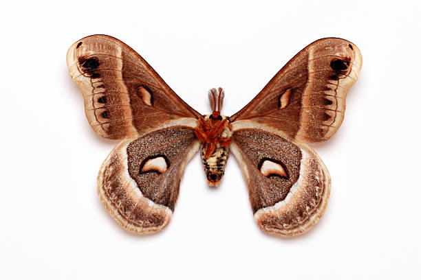 riesenseidenspinner schmetterling, isoliert auf weißem hintergrund - moth silk moth night lepidoptera stock-fotos und bilder