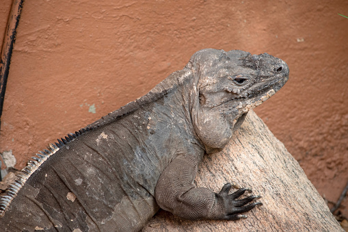 istock this is a close up of a rhino iguana 1723714255