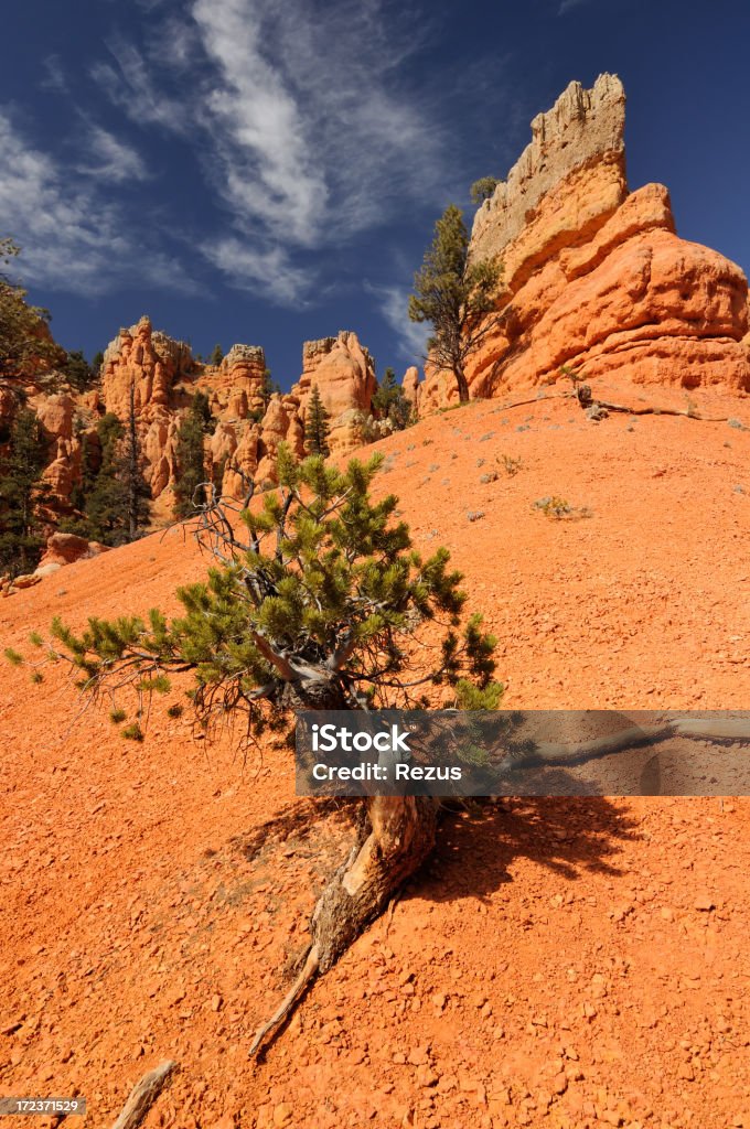 Arbre lumineux orange au sec les murs de Bryce Canyon - Photo de Arbre libre de droits