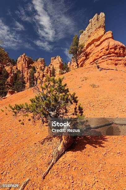 Árvore Seca Entre A Laranja Brilhante Paredes De Bryce Canyon - Fotografias de stock e mais imagens de Antigo