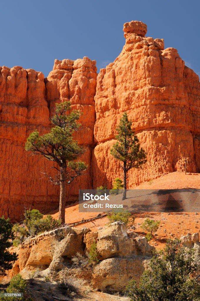 Pine drzewa wśród jasne pomarańczowe ściany Bryce Canyon - Zbiór zdjęć royalty-free (Aranżacja)