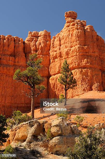 Pine Drzewa Wśród Jasne Pomarańczowe Ściany Bryce Canyon - zdjęcia stockowe i więcej obrazów Aranżacja