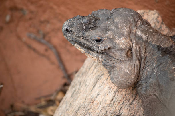 the rhinoceros iguana a large-bodied, heavy-headed lizard with strong legs and a vertically flattened tail. A crest of pointed horned scales extends from the nape of their neck to the tip of their tail.
