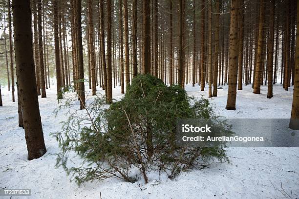 Foresta Di Abete - Fotografie stock e altre immagini di Abete - Abete, Albero, Ambientazione esterna