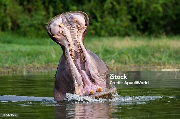 Hippo 동물에 대한 스톡 사진 및 기타 이미지 - 동물, 물, 사진-이미지