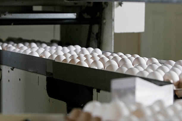 Eggs on a conveyor belt in a processing industry stock photo