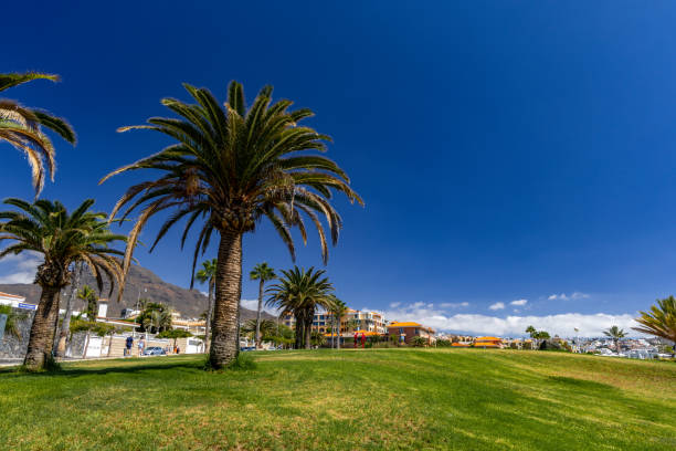 Palm on Costa Adeje Park in Duque Fanabe