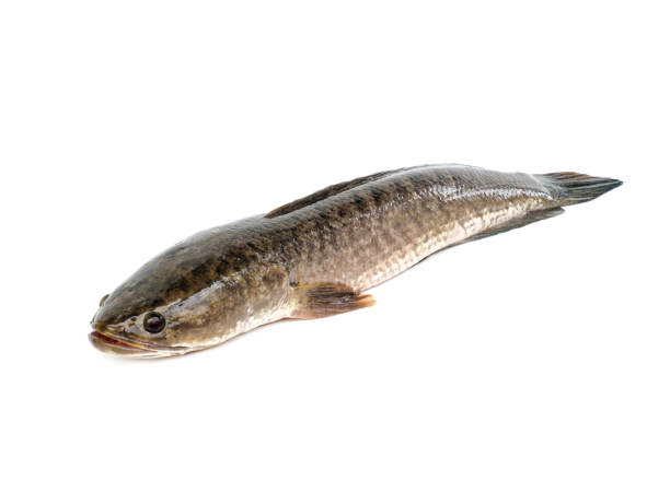 istock Large, fresh, not dead snakehead fish placed isolated on a white background. 1723719208