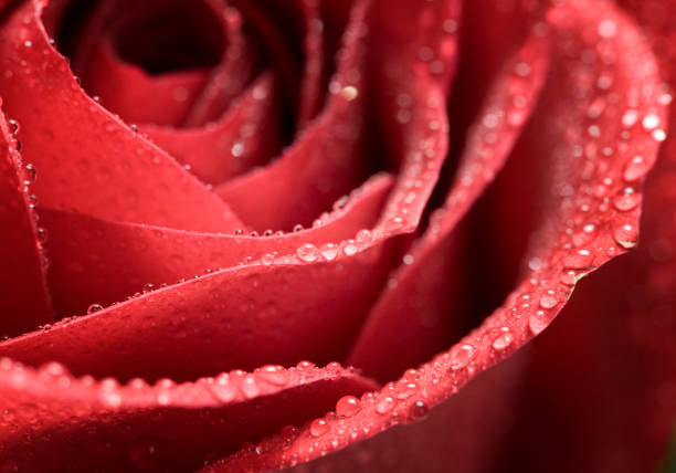 A close up of a rose with water drops on its petals.
