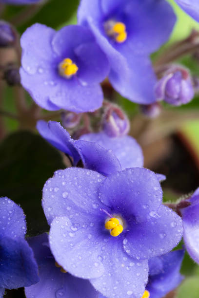 violets bunch of violets see my african violet stock pictures, royalty-free photos & images