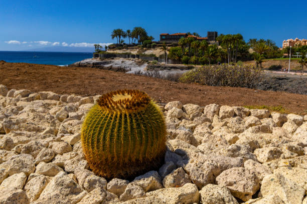istock Beaches of Costa Adeje Fanabe 1723721434