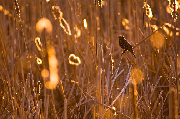 golden sparrow – Foto